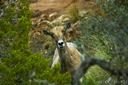 Bighorn-Sheep-