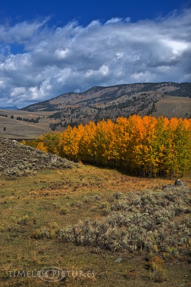 Lamar-Valley