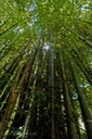 Snakeskin-Bamboo